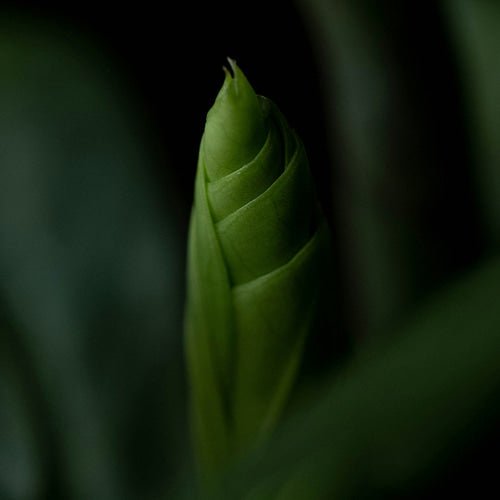 Camellia SILK OIL ESSENCE 33ml